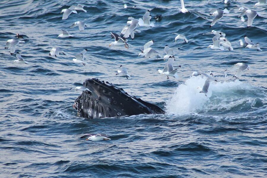 From Reykjavik: Whale Watching Tour - Key things to know before you go