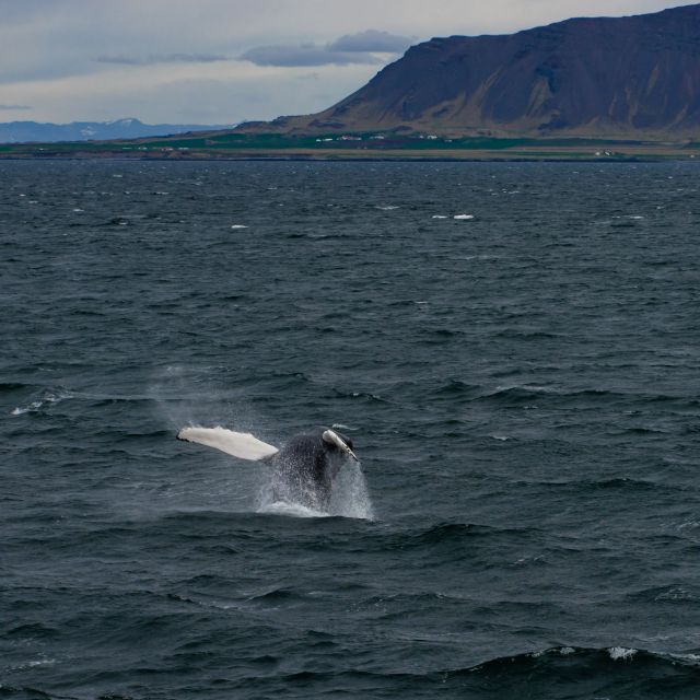 From Reykjavik: Whale Watching Tour - FAQ