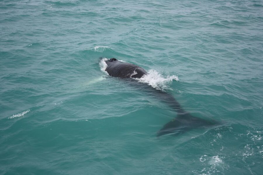 From Reykjavik: Whale Watching Tour - From Geirsgata 11 to Faxaflói Bay: the 3.5-hour flow that actually feels efficient