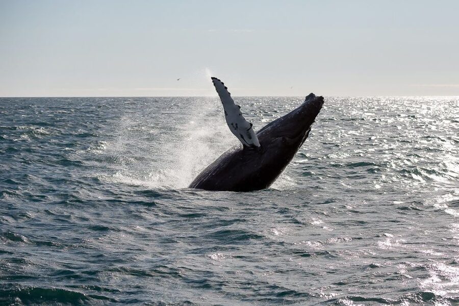 From Reykjavik: Whale Watching Tour - Who you’re looking for in Faxaflói Bay: humpbacks, minke whales, dolphins, and the extras