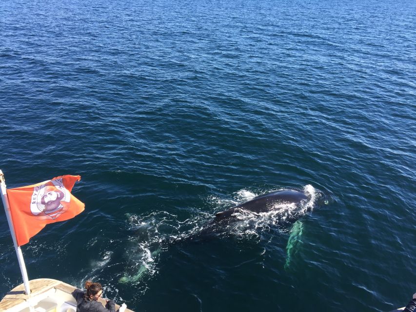 From Reykjavik: Whale Watching Tour - Kollafjöður and the view that sets the mood