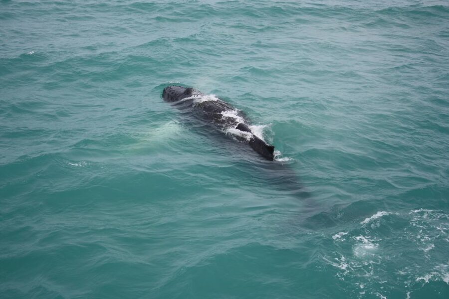 From Reykjavik: Whale Watching Tour - When this tour is a great fit, and when you might want to think twice