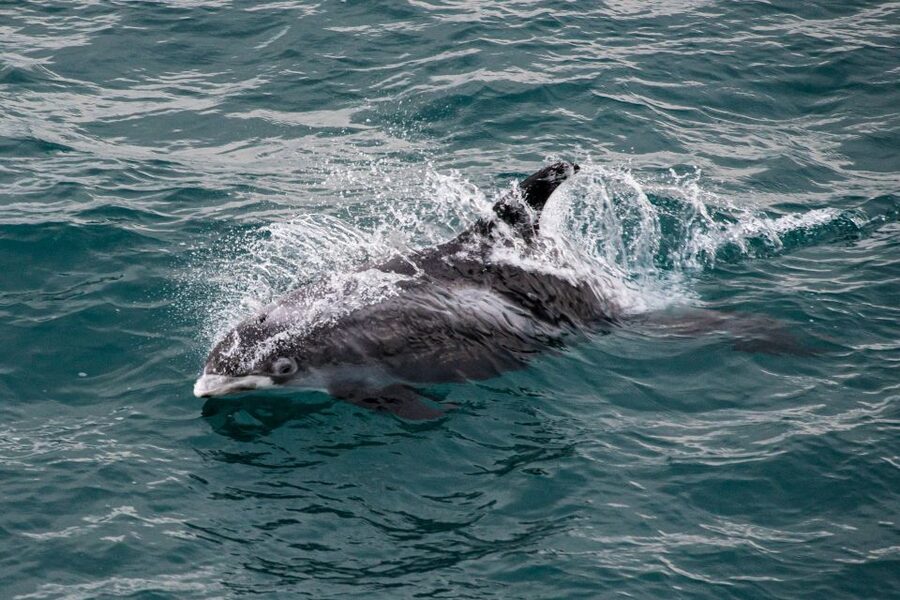 From Reykjavik: Whale Watching Tour - Should you book this Reykjavik Sailors whale-watching tour?