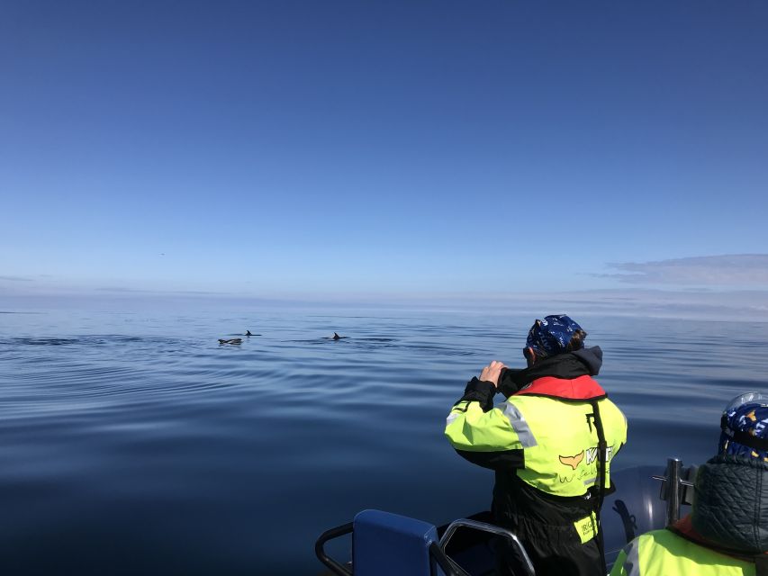 From Reykjavik: Whale Watching Tour by Speedboat - Should You Book Katla Whale Watching in Reykjavik?