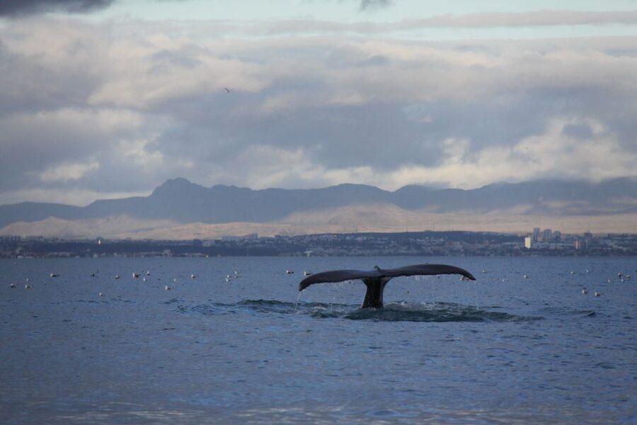 From Reykjavik: Whale Watching Tour by Speedboat - Faxaflói Bay: Where You Search for Whales, Dolphins, and Seals