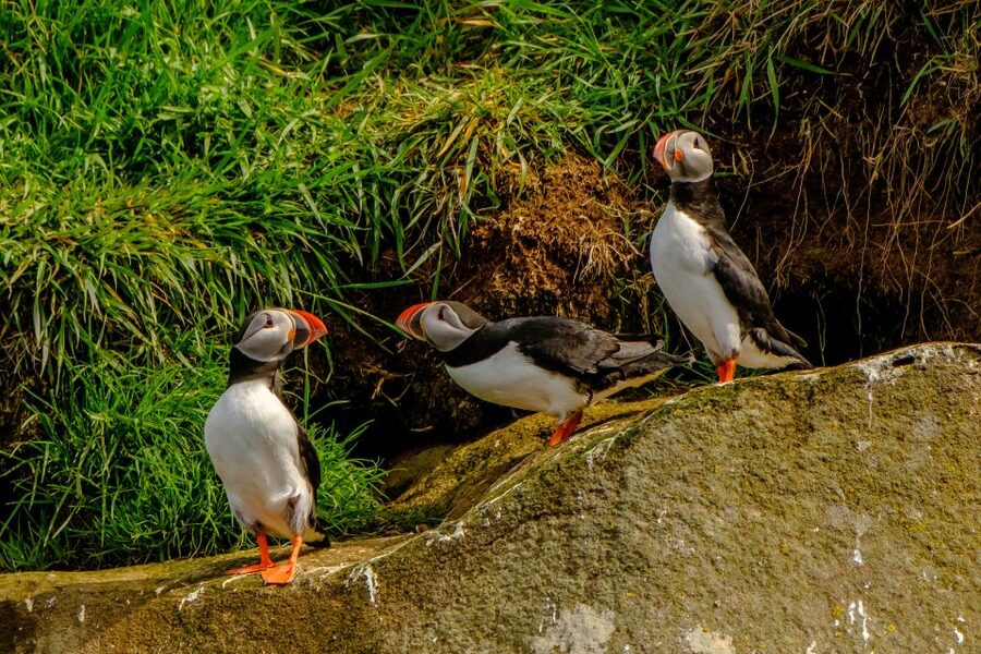 From Reykjavik: Whale Watching Tour by Speedboat - Puffins Up Close: Island Views and the One-Egg Rule
