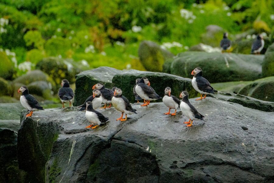 From Reykjavik: Whale Watching Tour by Speedboat - Who Should Book This Whale Watching RIB?
