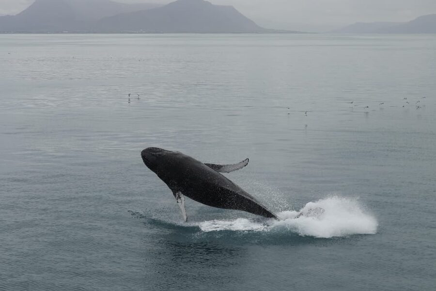 From Reykjavik: Whale Watching Tour - Heated cabins, overalls, WiFi: your comfort plan for the North Atlantic