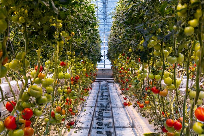 Golden Circle and Lunch at Fridheimar Tomato Farm - with photos - Pacing, photos, and guide energy across the day