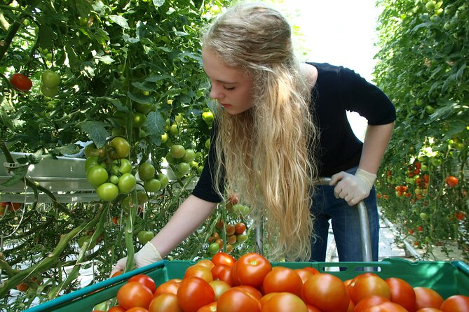 Golden Circle Tales, Tomato Farm & Kerid – Small Group from RVK - Should you book this tour or go custom?