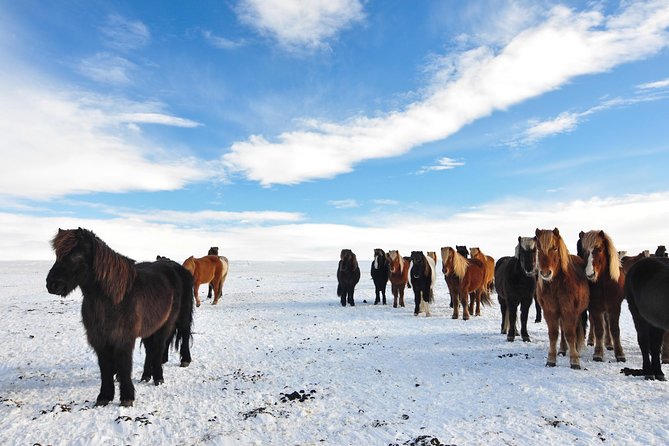 Golden Circle & Viking Horse Experience - Comfort, Audio, and What to Pack for a Cold, Full Day
