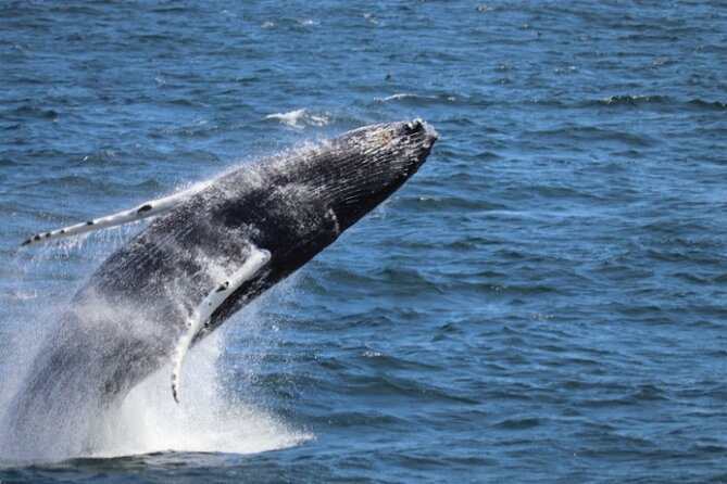Guided Whale Watching Experience from Reykjavik - Key things to know before you go