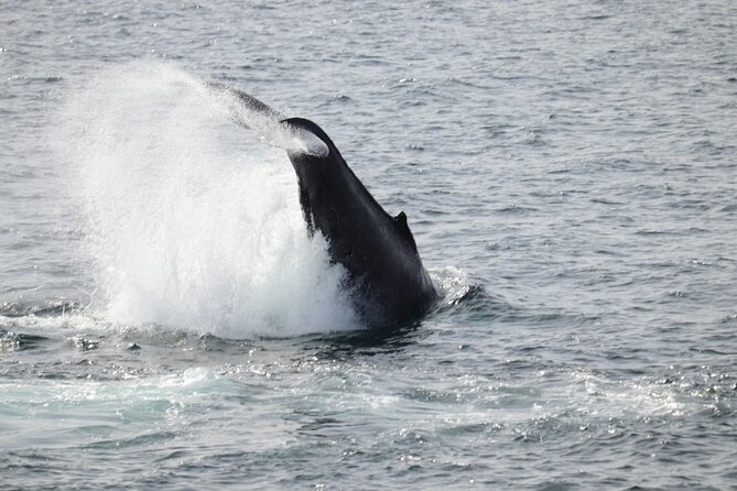 Guided Whale Watching Experience from Reykjavik - Reykjavík’s Old Harbour sail: where the whale search starts