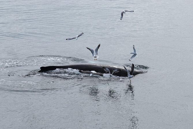 Guided Whale Watching Experience from Reykjavik - Harpa’s glass façade and the Mount Esja view you’ll remember