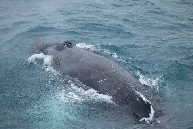 Guided Whale Watching Experience from Reykjavik - What you might spot: whales, dolphins, and the reality of distance
