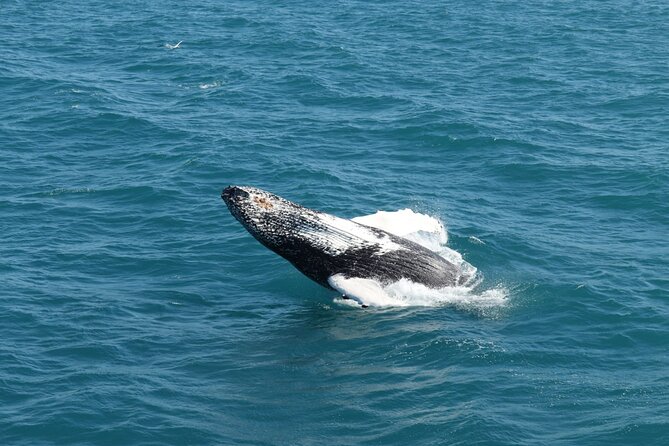Guided Whale Watching Experience from Reykjavik - Timing and weather: why your clothing plan matters more than your wish list