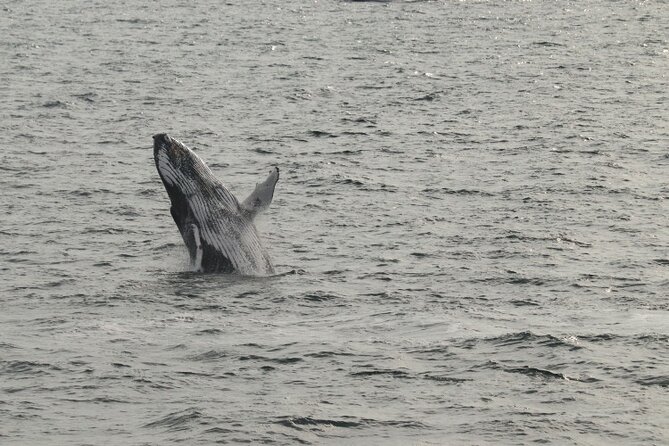 Guided Whale Watching Experience from Reykjavik - Price and value: what you actually get for $97