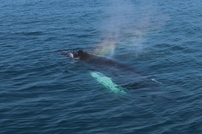 Guided Whale Watching Experience from Reykjavik - Who this tour fits best in Reykjavik