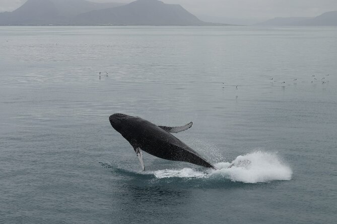 Guided Whale Watching Experience from Reykjavik - How the crew improves your odds (and why the free second trip is a big deal)