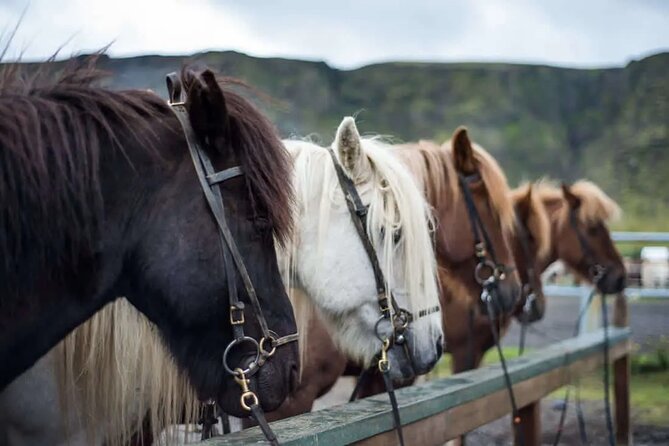 Horse Riding Tour in Reykjadalur (Smoky Valley)-All Riding Levels - Key things to know before you go