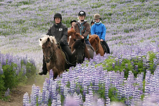 Horseback Riding Tour in Iceland - Price and Value: Why $135 Can Make Sense Here