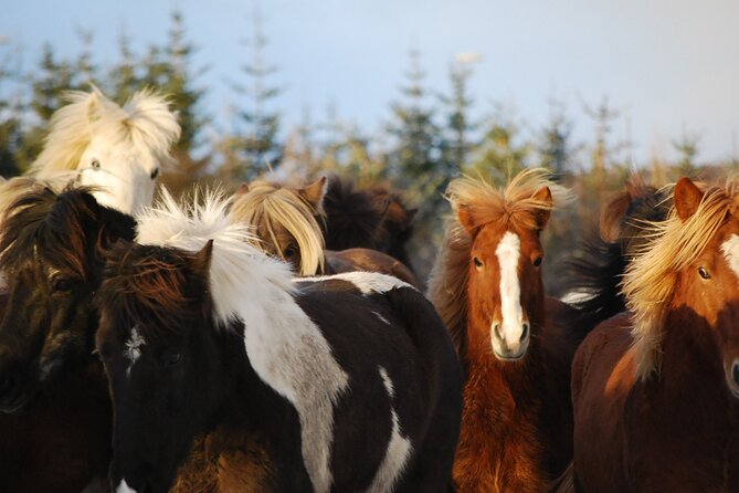 Horseback Riding Tour in Iceland - Timing and Weather: How to Make the Ride More Comfortable
