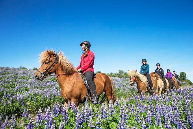 Horseback Riding Tour in Iceland - Who Should Book This Ride (and Who Might Think Twice)