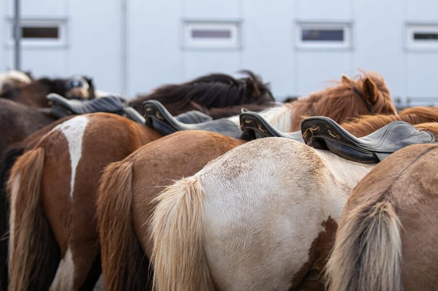 Hveragerdi: Countryside Charm Horse Riding Tour - Hveragerdi Countryside Charm: why a one-hour ride works so well