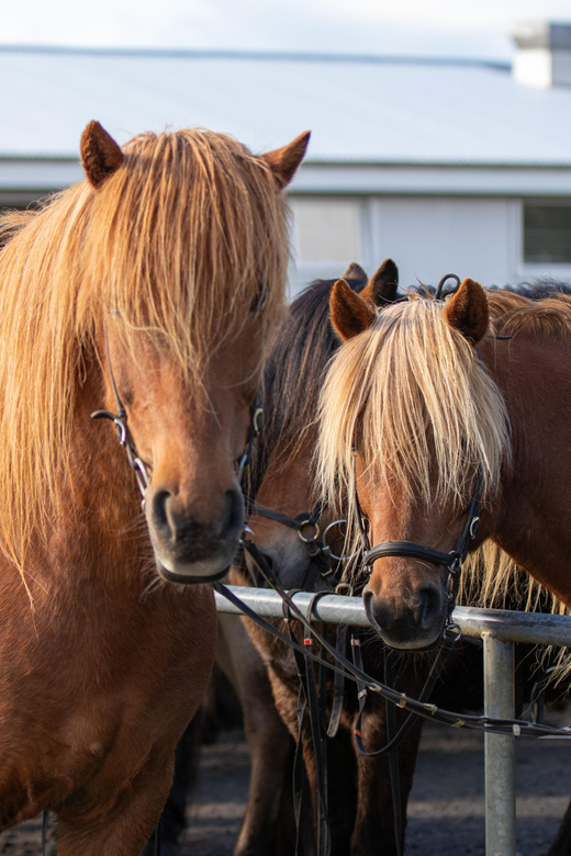 Hveragerdi: Countryside Charm Horse Riding Tour - Who should skip it (and why)