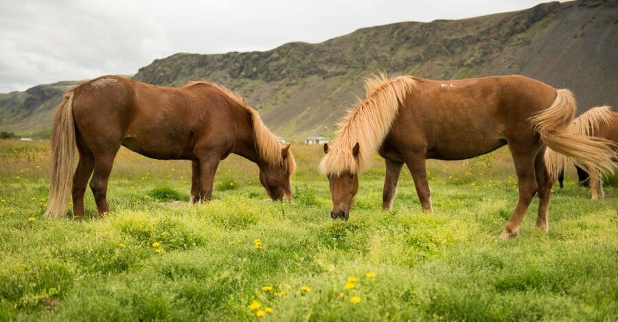 Hveragerdi: Reykjadalur (Hotspring Valley) Horse Riding Tour - What Happens During the 2 Hours: Riding Time, Photo Stop, and Tea