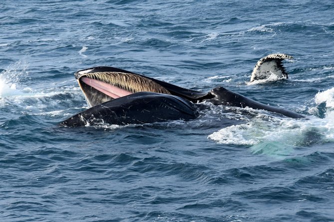 Iceland Super Saver: Northern Lights Cruise plus Whale-Watching Tour from Reykjavik - Key Highlights Worth Planning Around