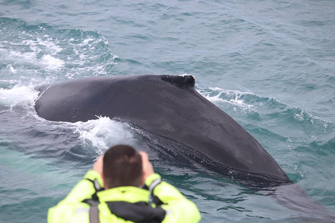 Iceland Super Saver: Northern Lights Cruise plus Whale-Watching Tour from Reykjavik - What This Reykjavik Northern Lights + Whale Package Really Is