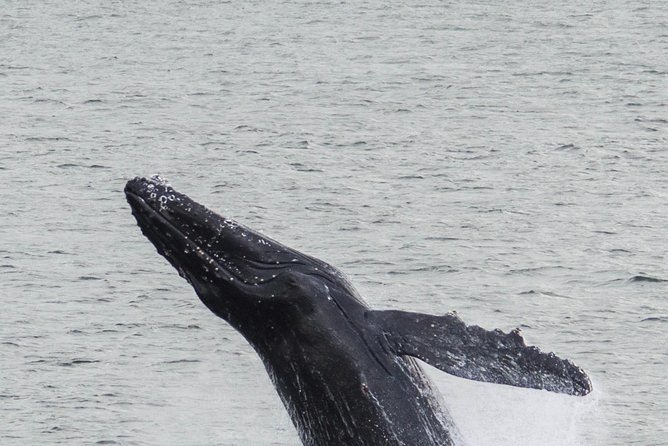Iceland Super Saver: Northern Lights Cruise plus Whale-Watching Tour from Reykjavik - Meeting Point and Timing: Getting There Without Losing the Night