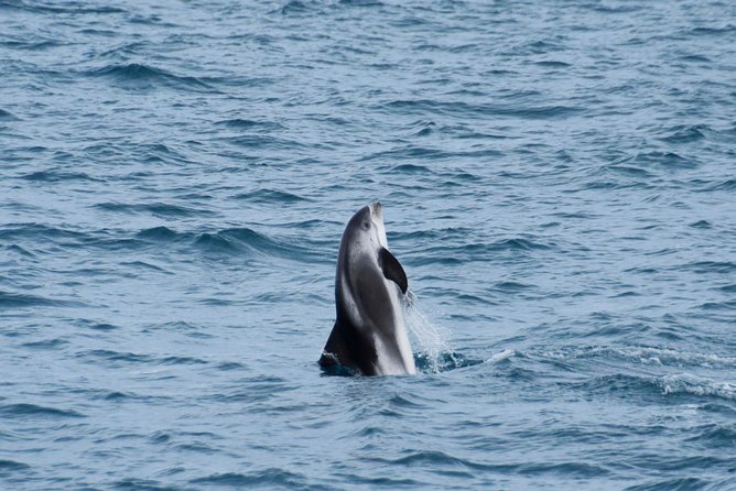 Iceland Super Saver: Northern Lights Cruise plus Whale-Watching Tour from Reykjavik - Guides, Myths, and How You Actually Enjoy the Sky and Sea