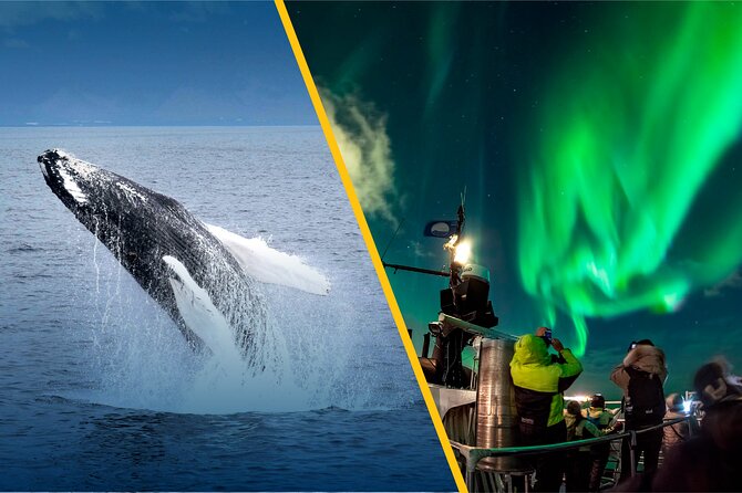 Iceland Super Saver: Northern Lights Cruise plus Whale-Watching Tour from Reykjavik - Price and Value: Is $186.74 a Good Deal?