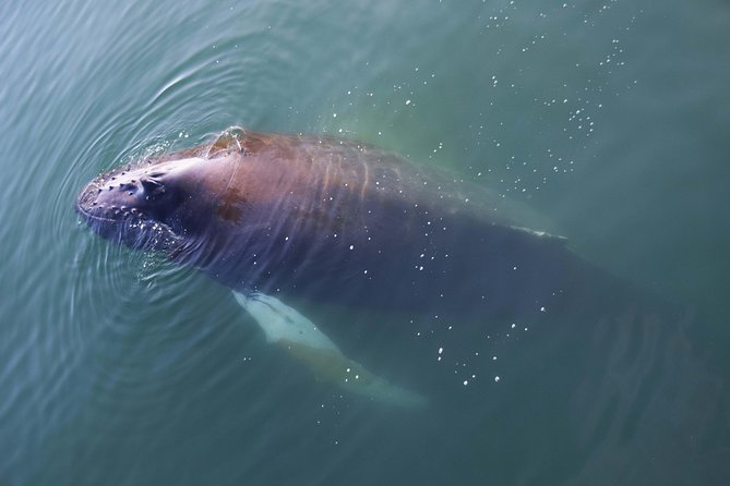Iceland Super Saver: Northern Lights Cruise plus Whale-Watching Tour from Reykjavik - Whale Watching on Faxaflói Bay: 3.5 Hours of Scanning for Movement
