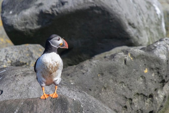 Iceland Super Saver: Puffin Cruise plus Whale-Watching Tour from Reykjavik - Key highlights that make this bundle worth your time