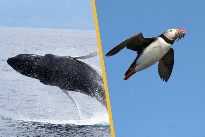Iceland Super Saver: Puffin Cruise plus Whale-Watching Tour from Reykjavik - Why this Reykjavik combo fits the Iceland “worth it” checklist