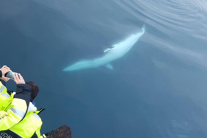 Iceland Super Saver: Puffin Cruise plus Whale-Watching Tour from Reykjavik - Wildlife expectations: set them right and you’ll enjoy the day more