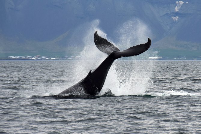 Iceland Super Saver: Puffin Cruise plus Whale-Watching Tour from Reykjavik - Timing, order, and how to plan your half-day in Reykjavik