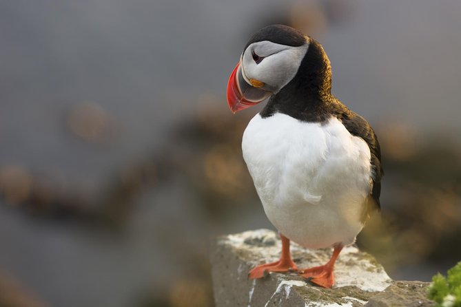 Iceland Super Saver: Puffin Cruise plus Whale-Watching Tour from Reykjavik - Price and value: what $156.19 buys you in real-world terms