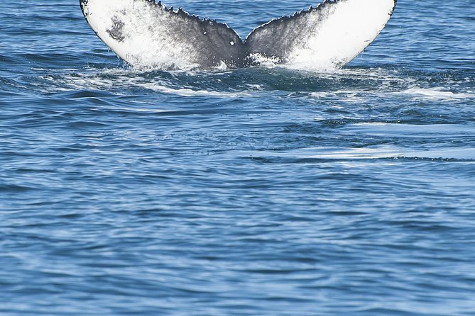 Iceland Super Saver: Puffin Cruise plus Whale-Watching Tour from Reykjavik - Who this Reykjavik puffins-and-whales bundle suits best
