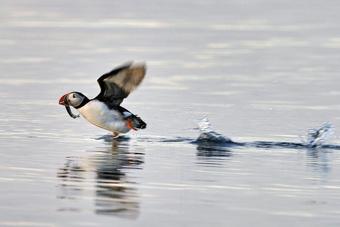 Iceland Super Saver: Puffin Cruise plus Whale-Watching Tour from Reykjavik - Puffin Cruise to Akurey: how the boat hunt actually works