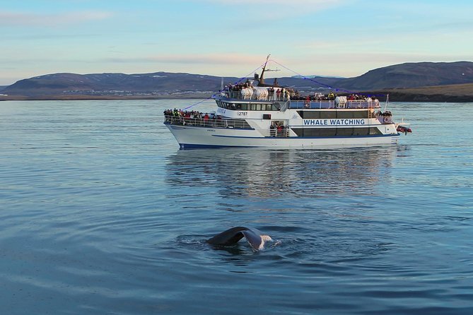 Icelandic Horse Riding and Whale Watching Tour from Reykjavik - Price and Value of a 233.08 Horse-and-Whale Day