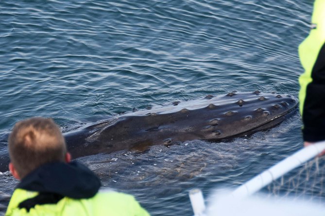 Icelandic Horse Riding and Whale Watching Tour from Reykjavik - When You Might Miss Whales (and What You Get Back)