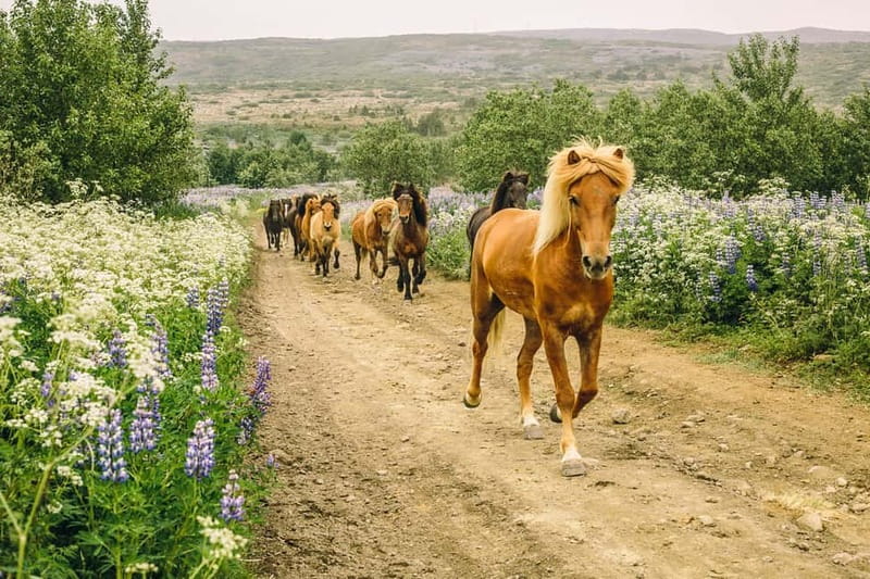 Icelandic Horse Riding Tour & Pickup Option from Reykjavik - Íshestar Riding Tours in Hafnarfjörður: close enough for a half-day