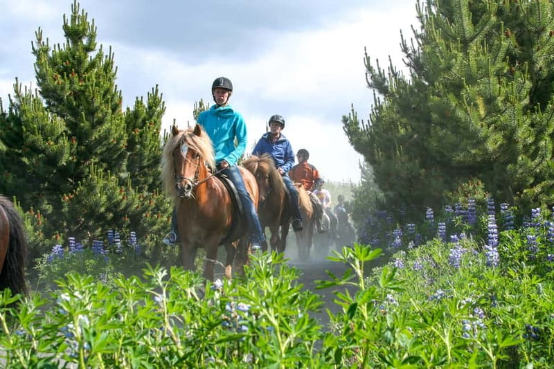 Icelandic Horse Riding Tour & Pickup Option from Reykjavik - The Icelandic horse tölt: why the gait is the main event