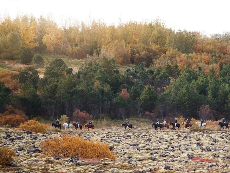 Icelandic Horse Riding Tour & Pickup Option from Reykjavik - The pacing plan: beginners, faster riders, and group splitting after 15 minutes