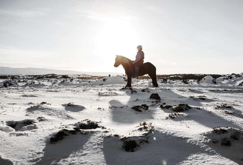 Icelandic Horse Riding Tour & Pickup Option from Reykjavik - Who should book, and who should skip this Reykjavik-area horse ride
