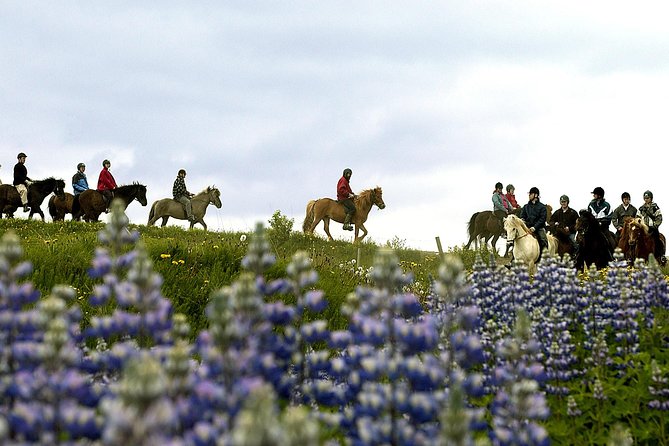 Icelandic Horseback Riding Tour Including Pick Up from Reykjavik - Price and value: is $152.37 a fair deal for 3.5 hours?